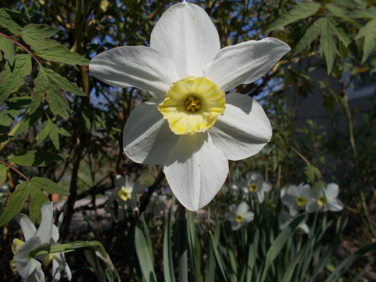 dacha spring narcissus free photo