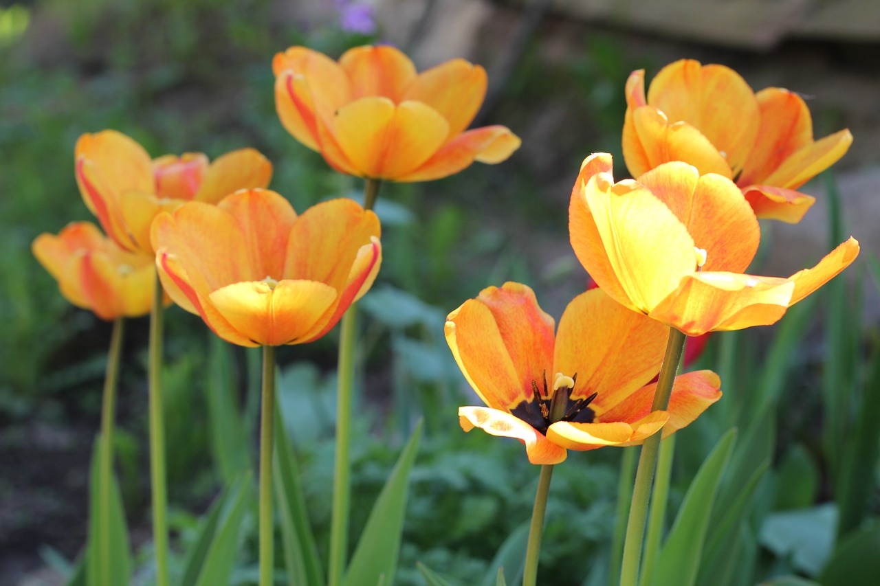 dacha tulips yellow free photo