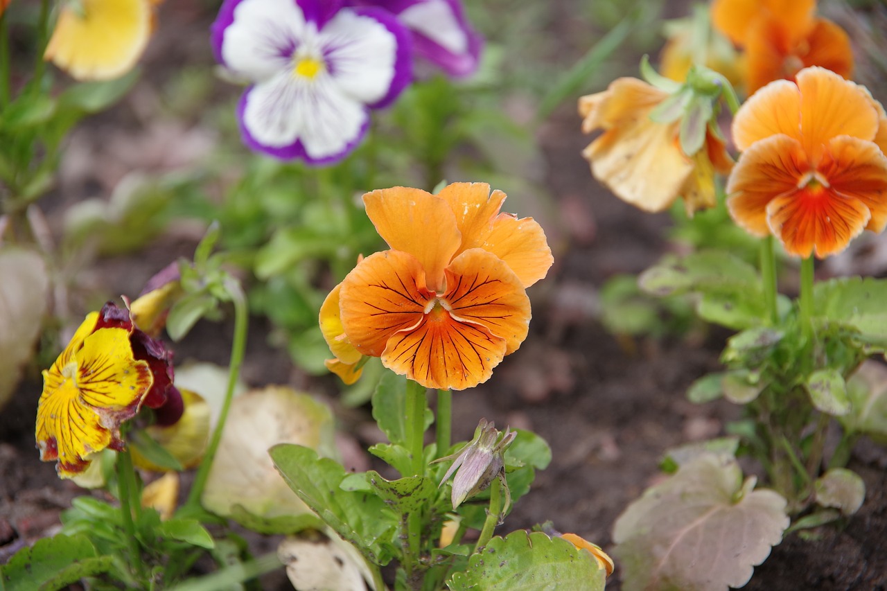 dacha flowers yellow flowers free photo