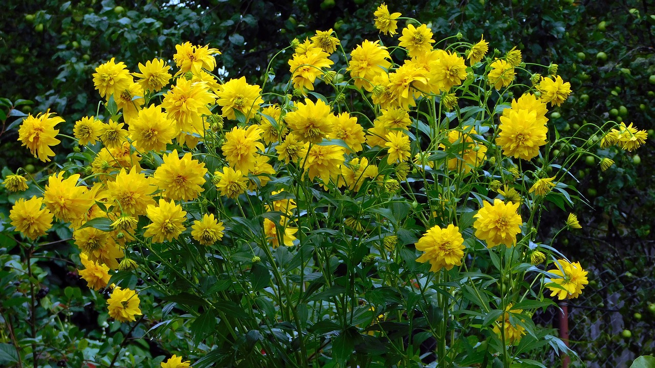 dacha flowers yellow free photo