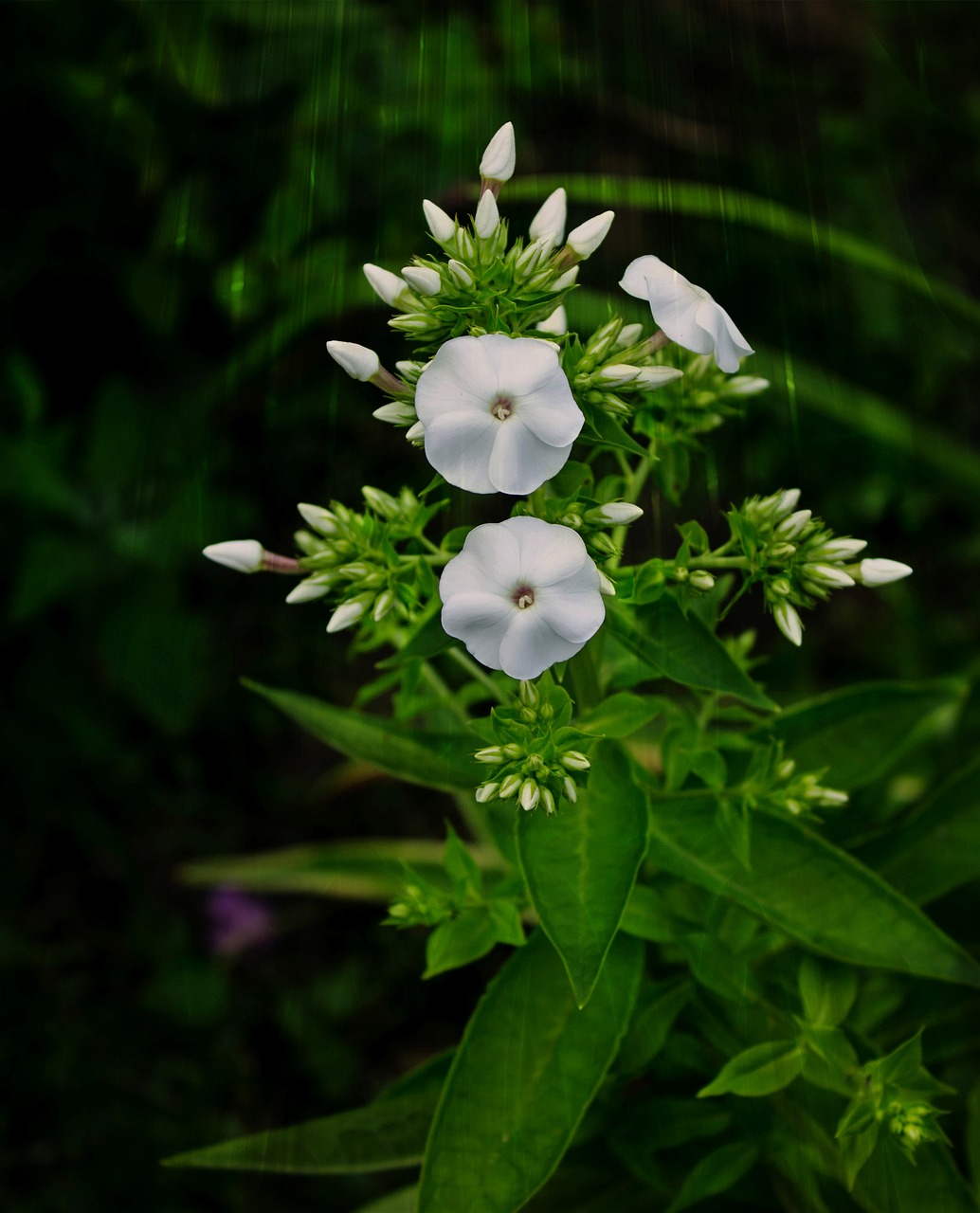 dacha summer flowers free photo