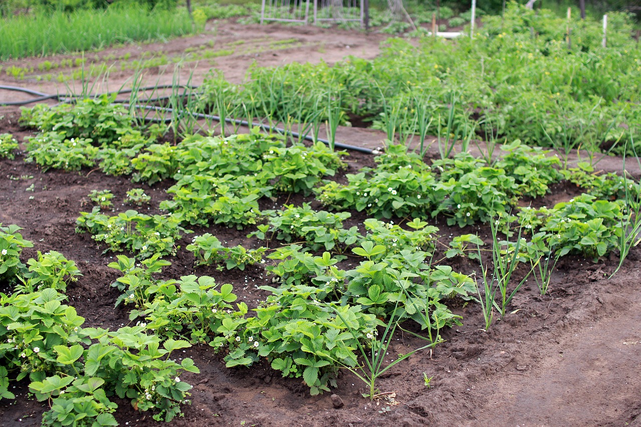 dacha vegetable garden harvest free photo