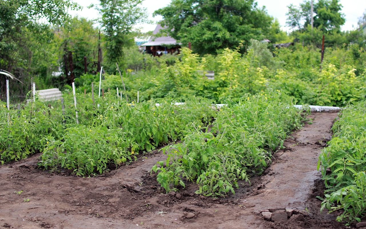 dacha vegetable garden tomatoes free photo