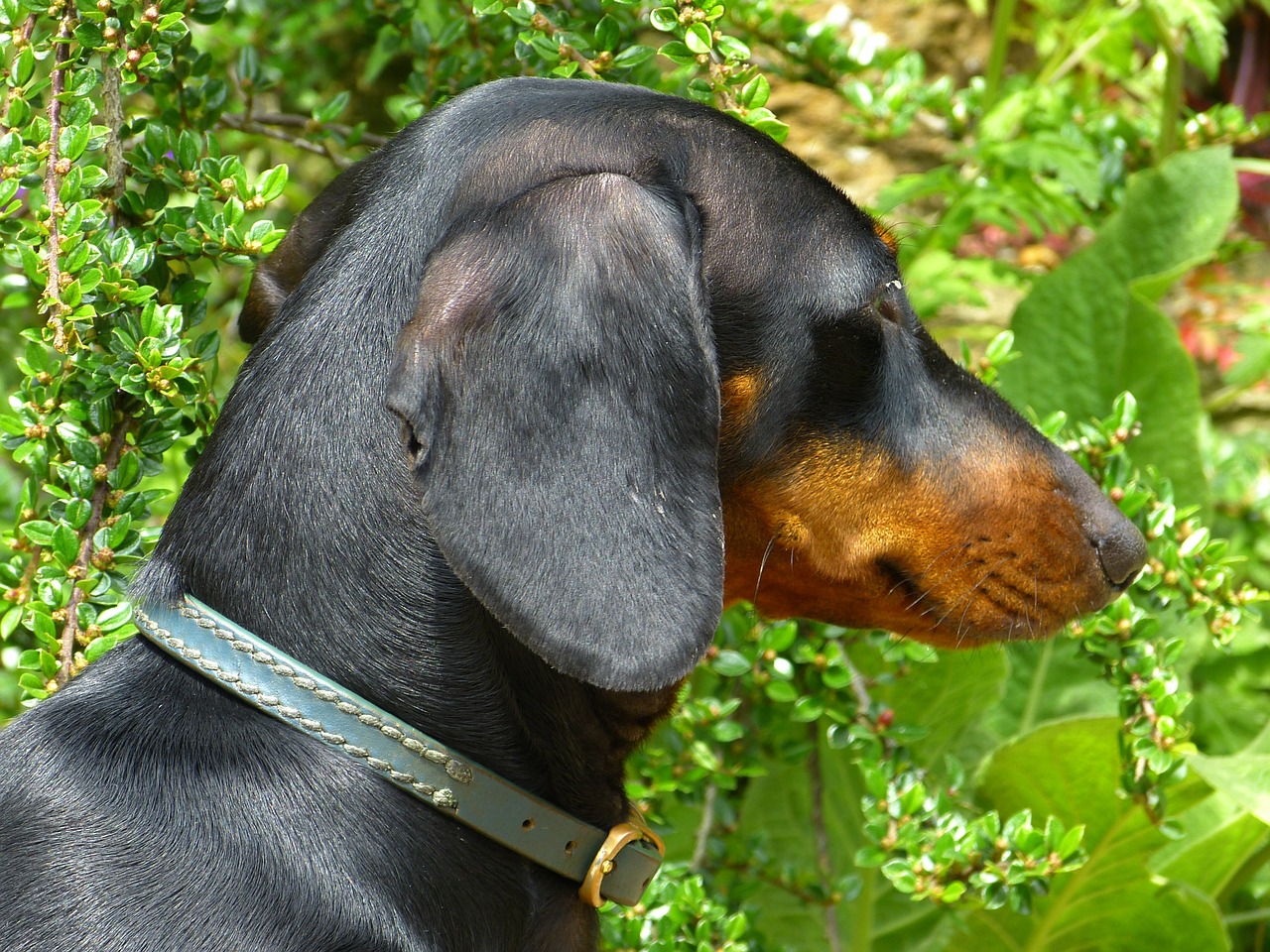 dachshund dog black free photo
