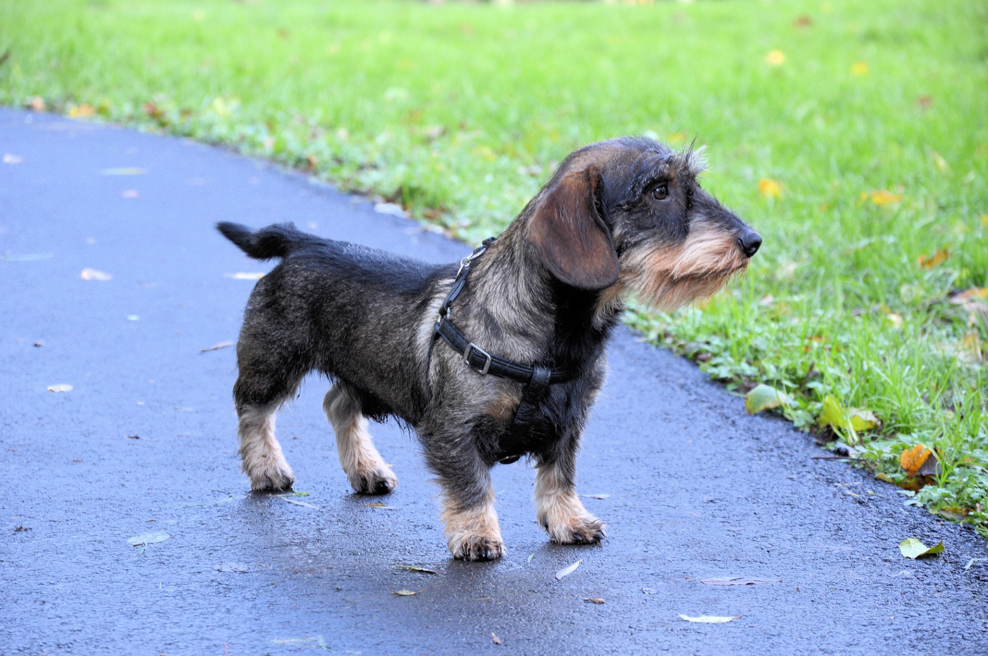 pet dachshund cute free photo