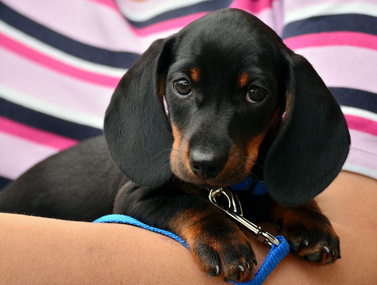 dachshund puppy young animal free photo