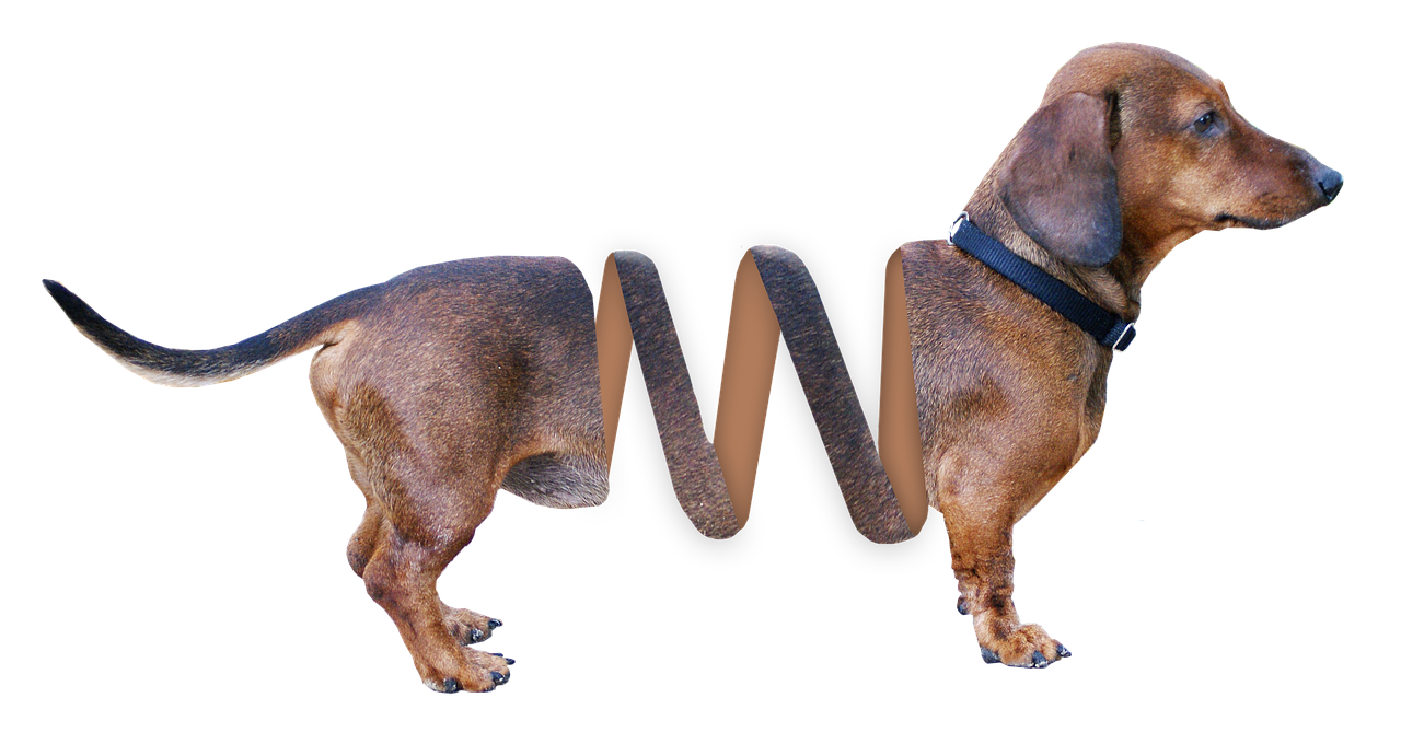 dachshund dog animal free photo