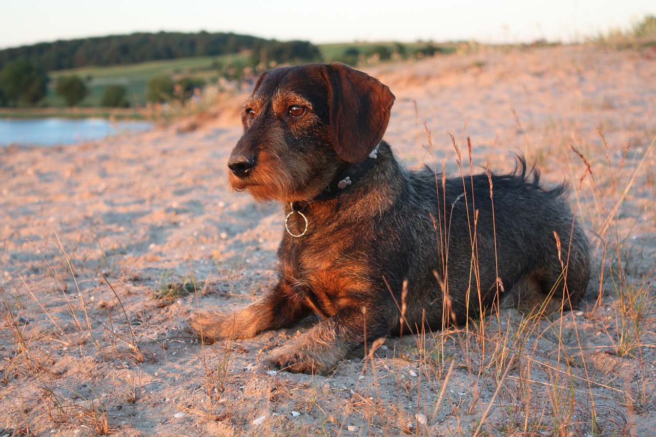 dachshund beach dog free photo