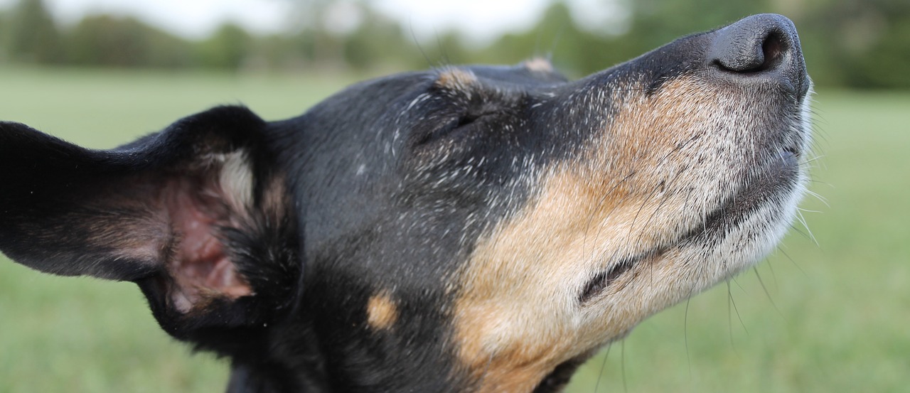 dachshund nose dreams free photo