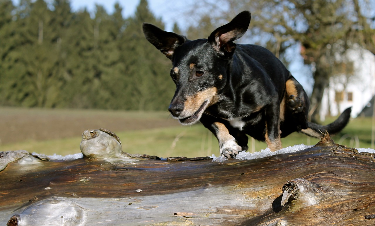 dachshund jump log free photo