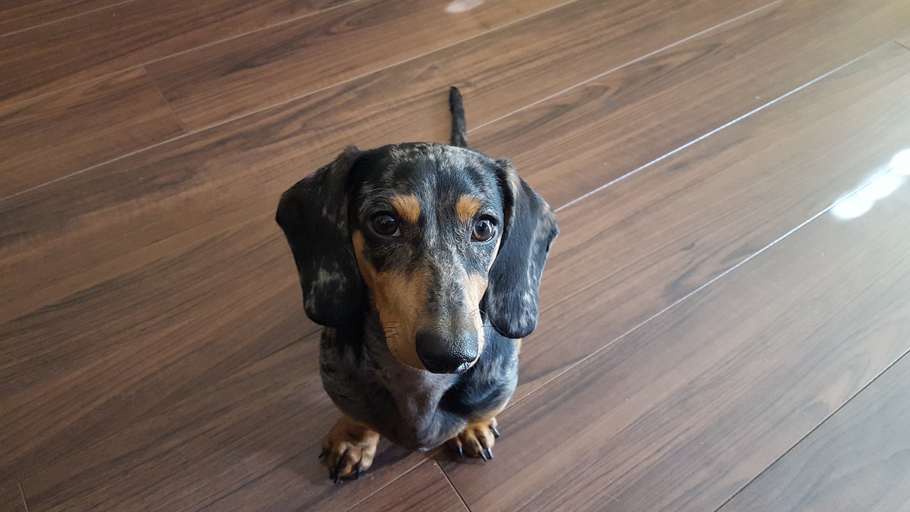 dachshund dapple puppy free photo