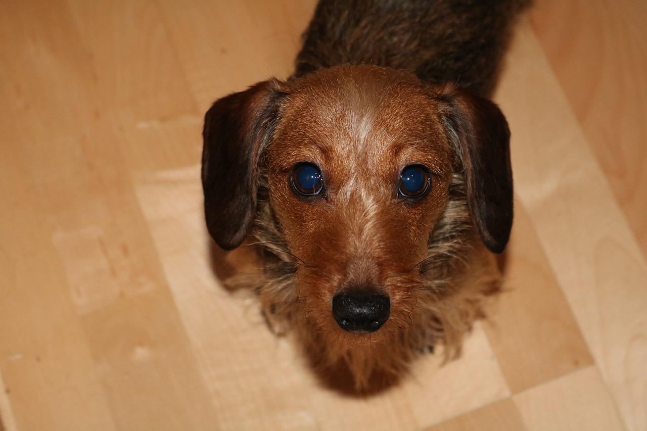 dachshund dog portrait free photo