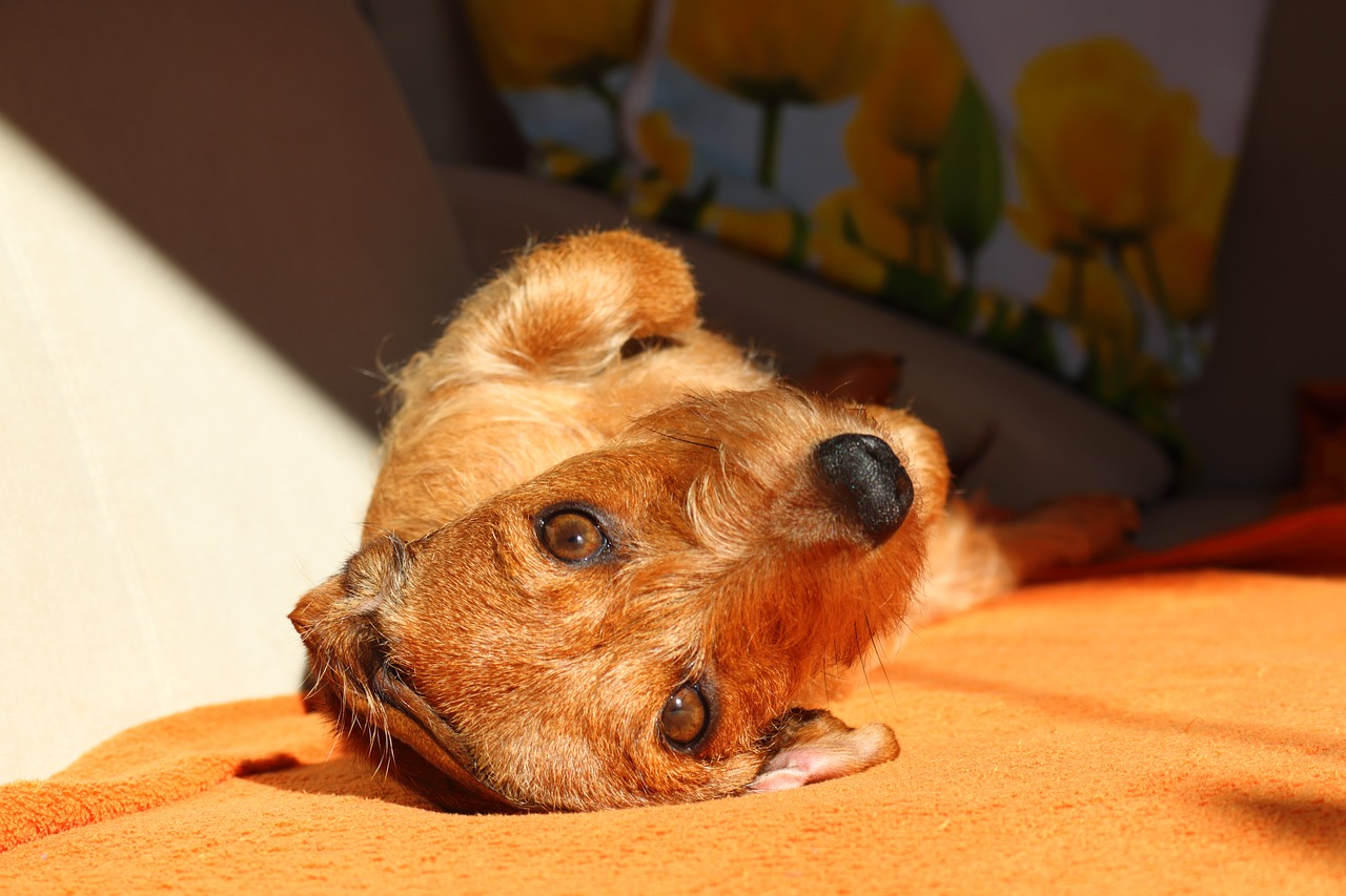 dachshund dog look pet free photo