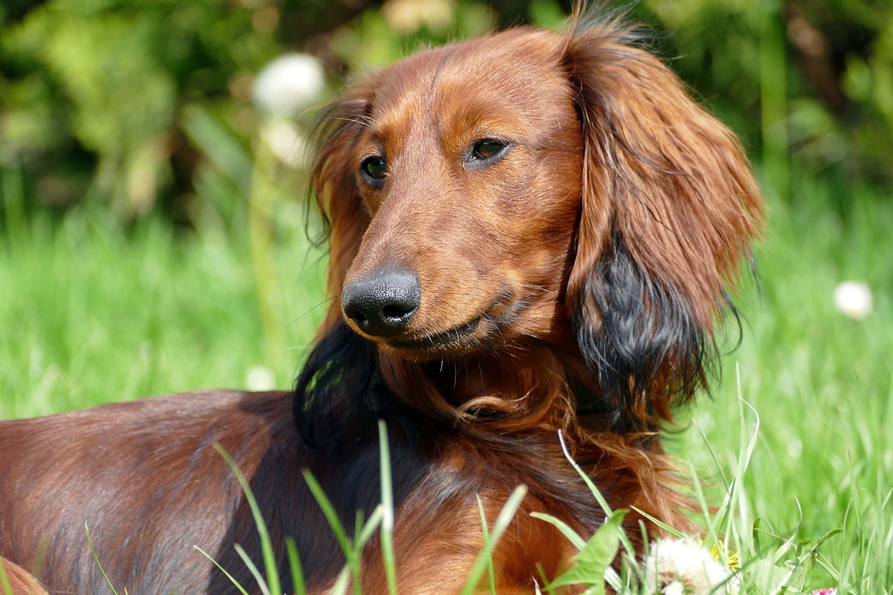 dachshund dachshund dog portrait free photo