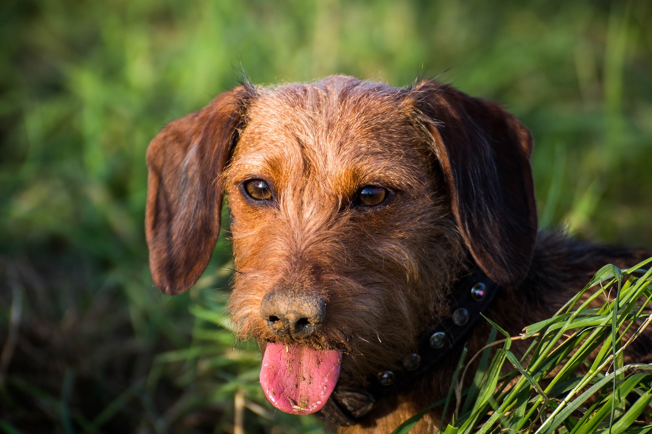 dachshund dog look pet free photo