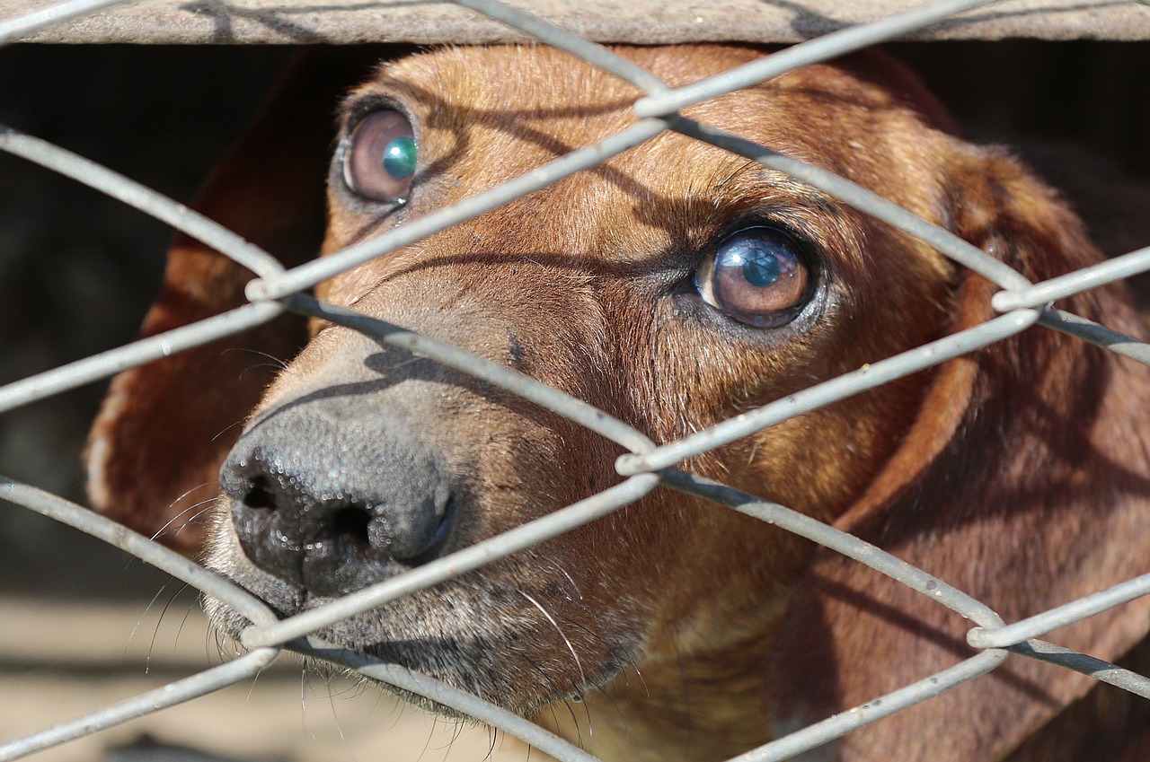 dachshund cage dog free photo