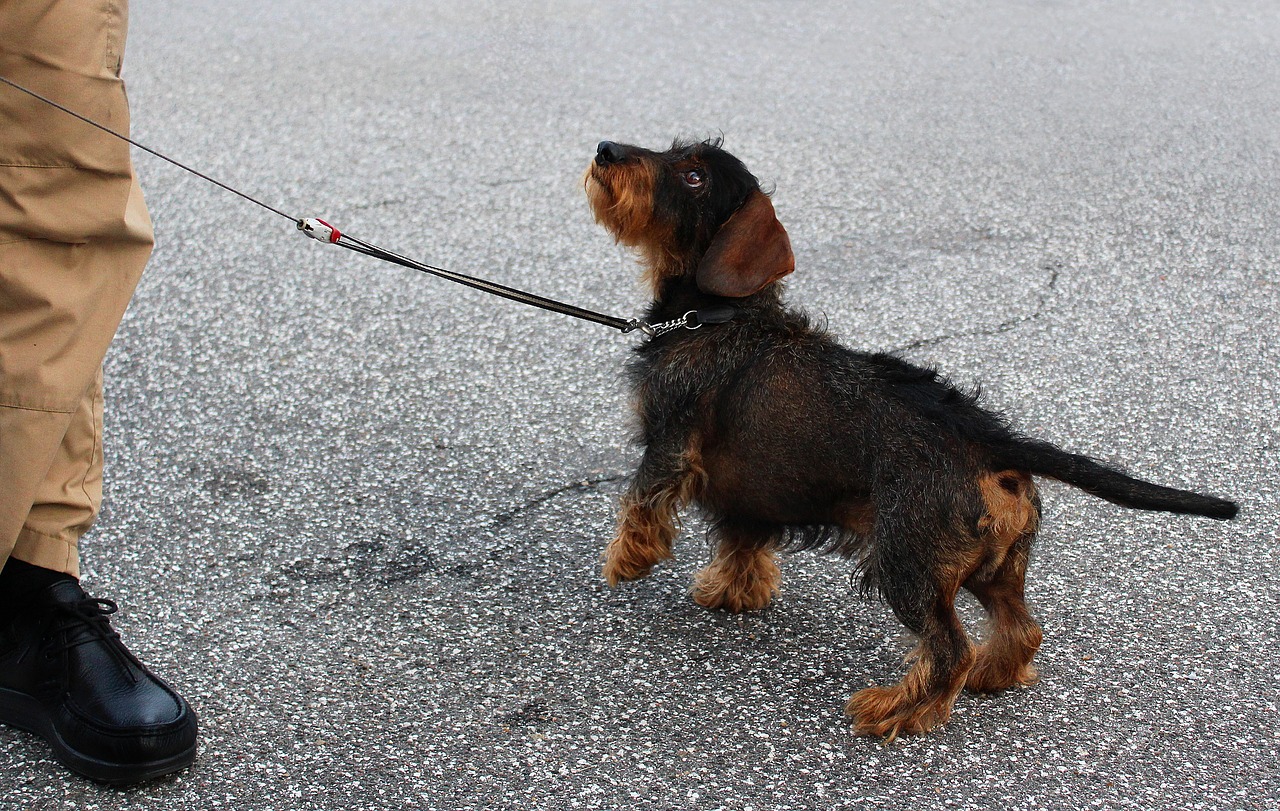 dachshund obedient dog training free photo