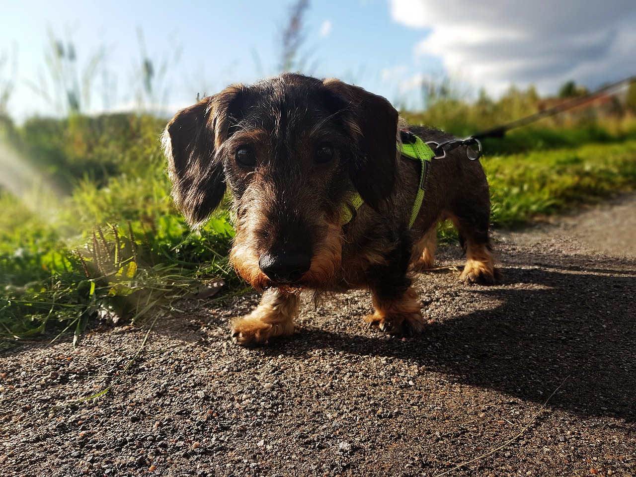 dachshund dog brown free photo