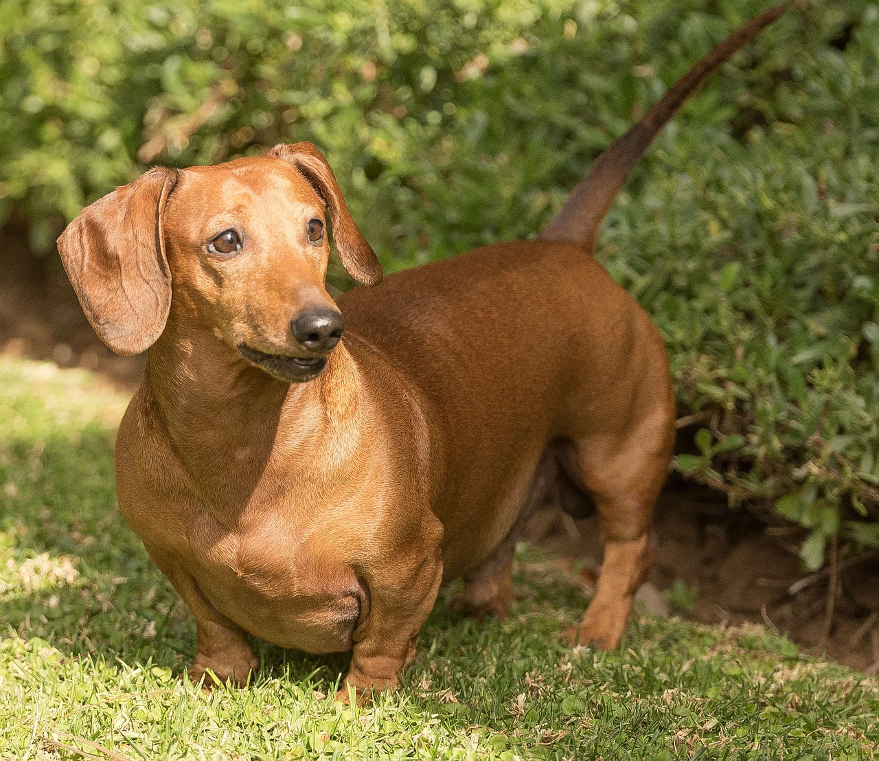 dachshund dog pet free photo