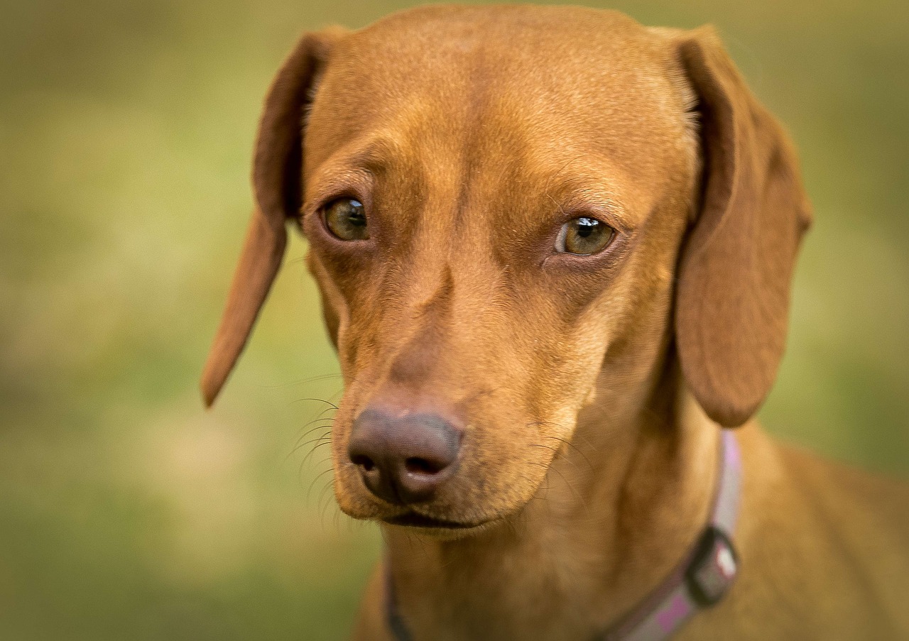 dachshund eyes green free photo