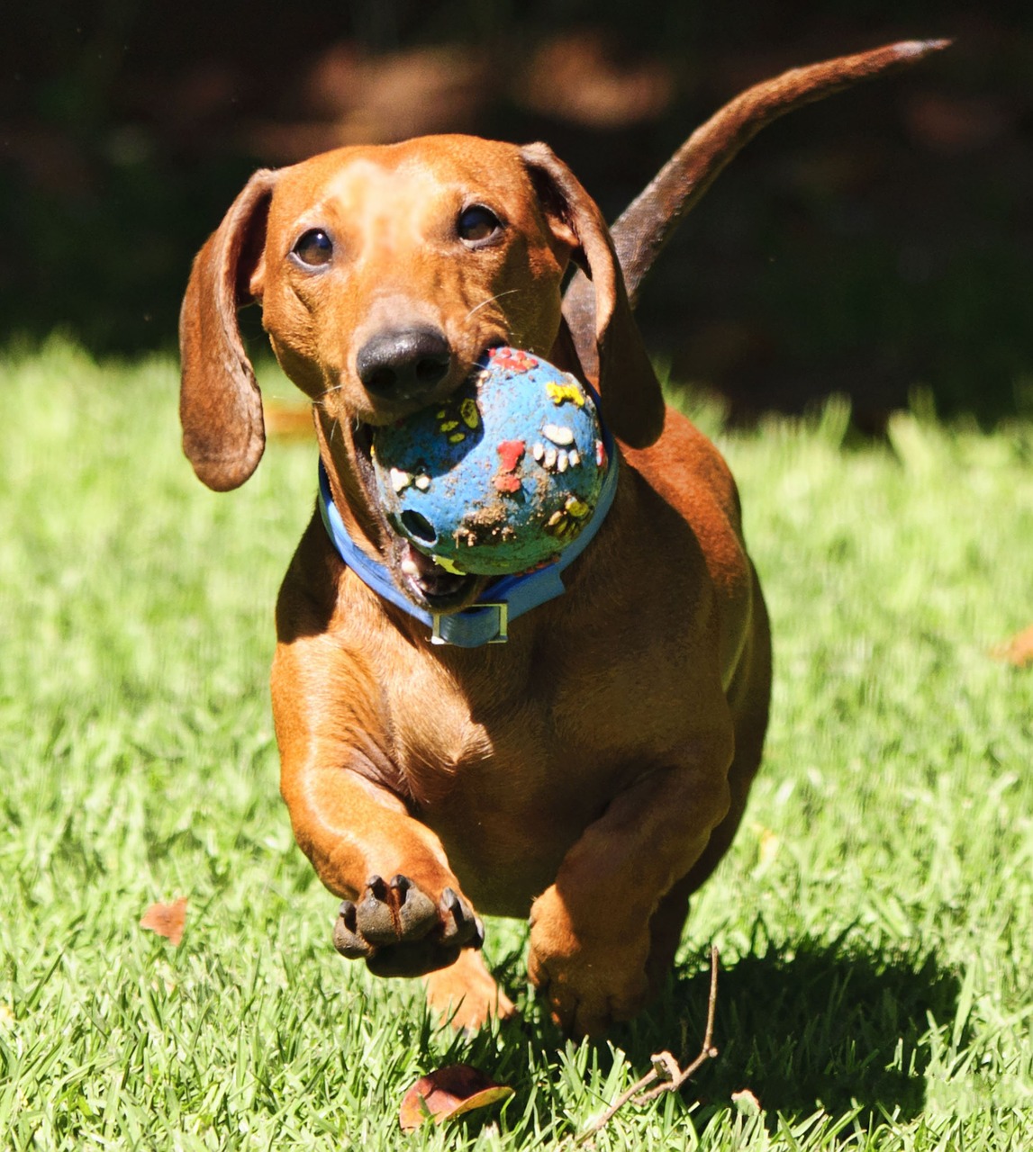 dachshund puppy dog free photo