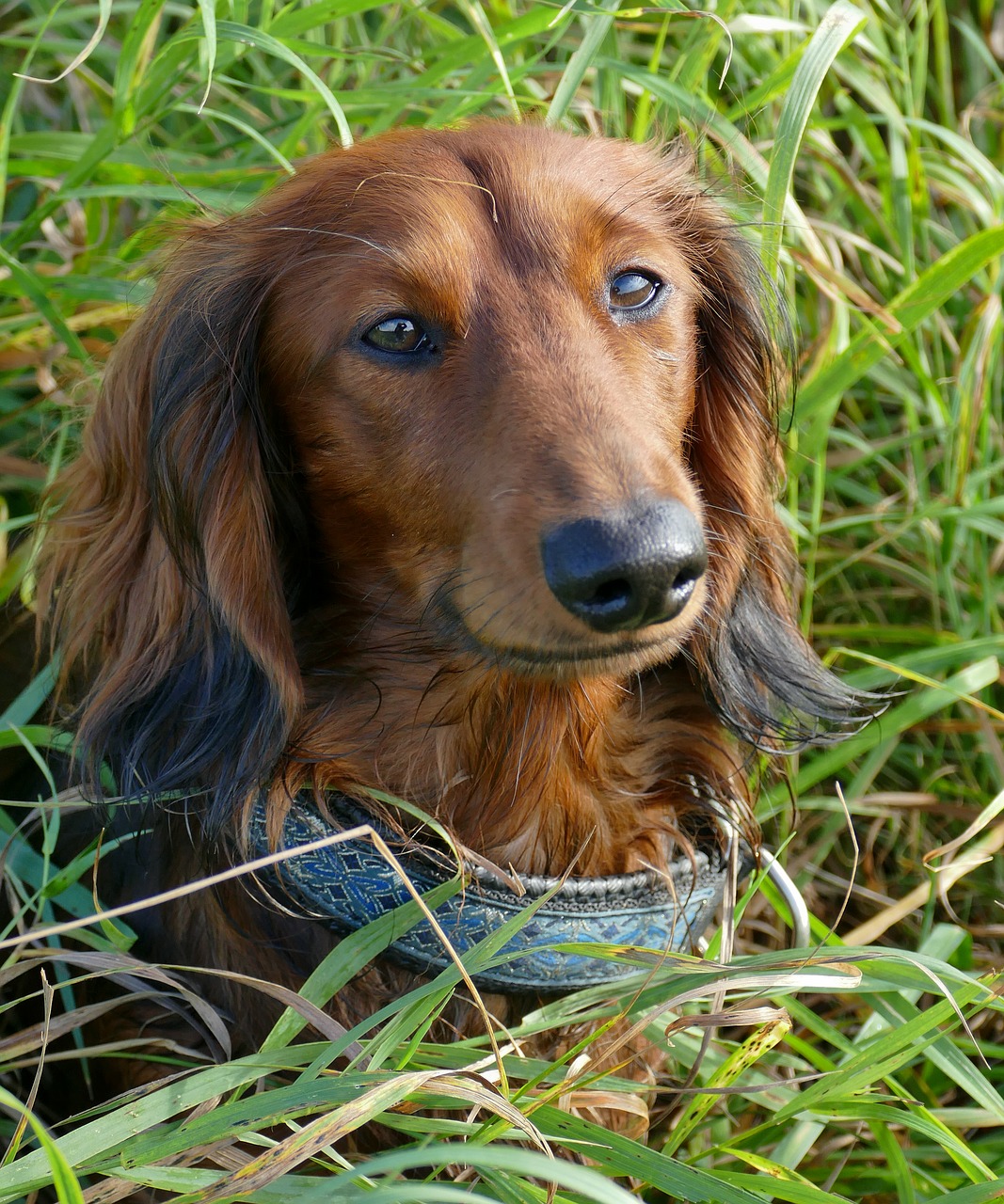 dachshund dachshund dog puppy eyes free photo