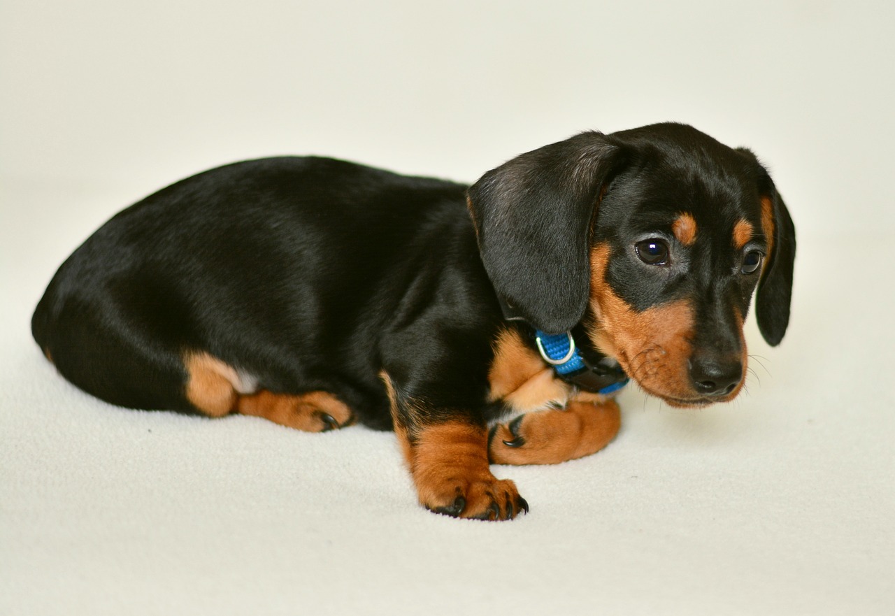 dachshund puppy young animal free photo