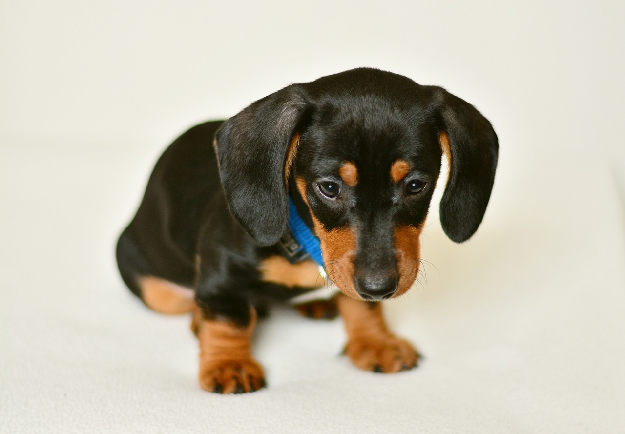 dachshund puppy young animal free photo