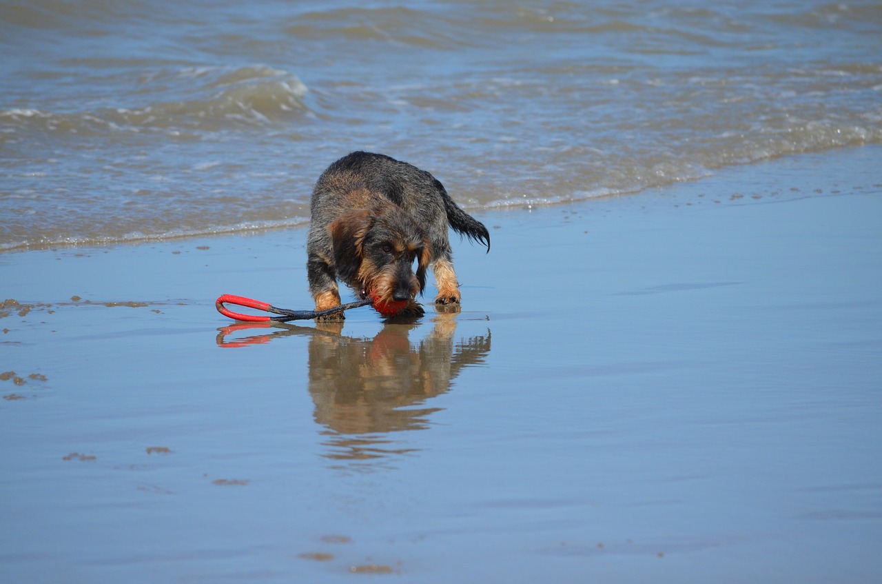 dachshund beach play free photo