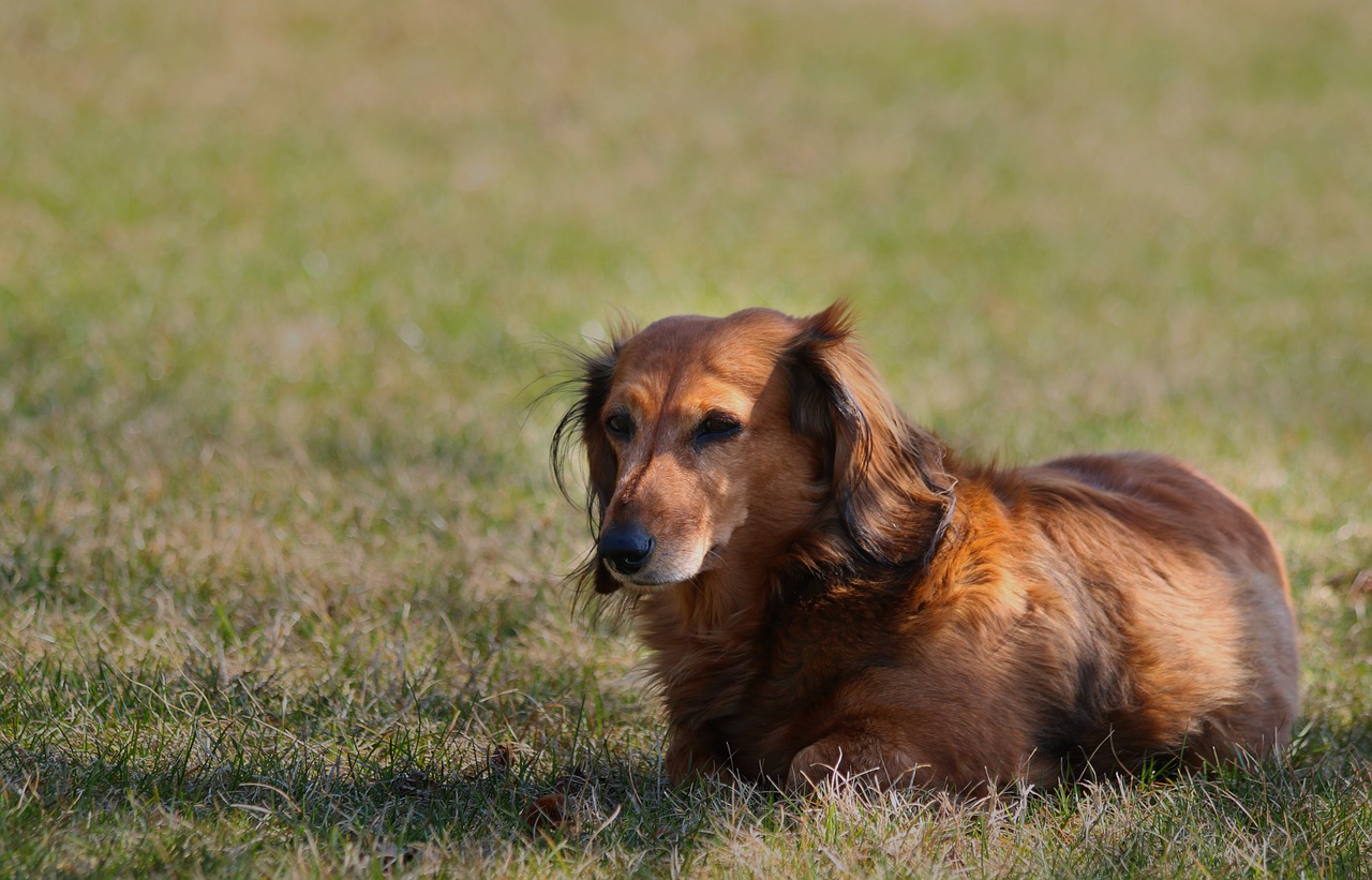 dachshund  dog  animal free photo