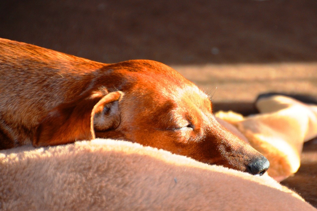 dachshund sleep dog free photo