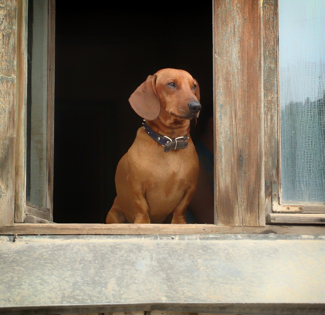 dachshund pet dog free photo
