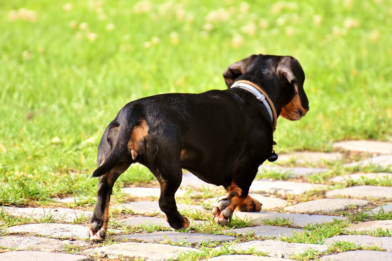 dachshund  dog  pet free photo