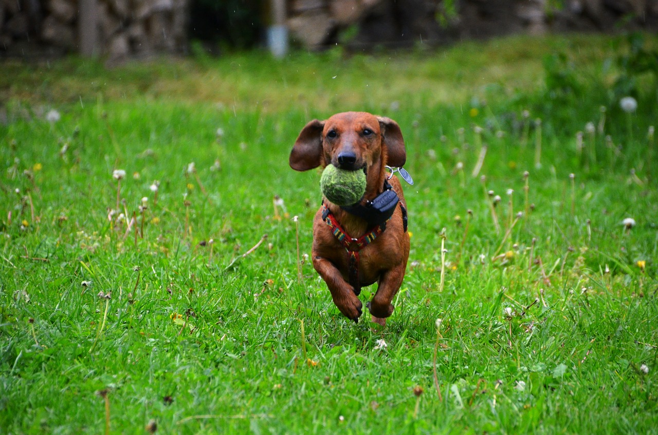 dachshund dog play free photo