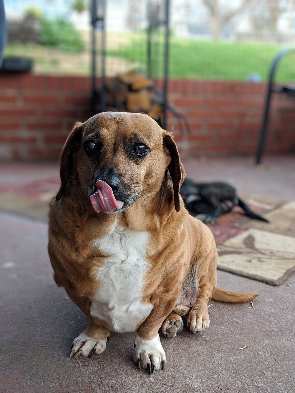 dachshund  dog  canine free photo