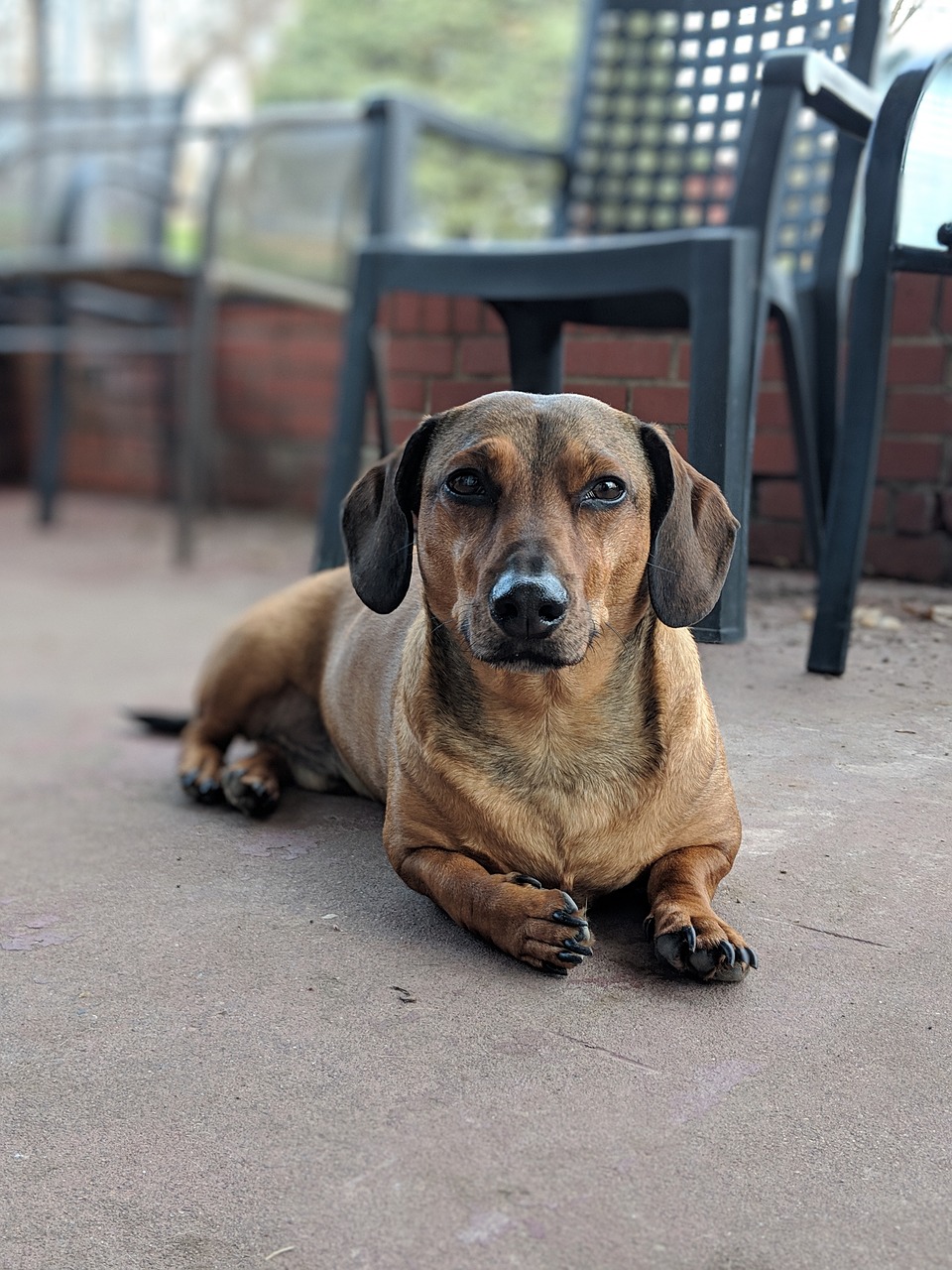 dachshund  dog  canine free photo