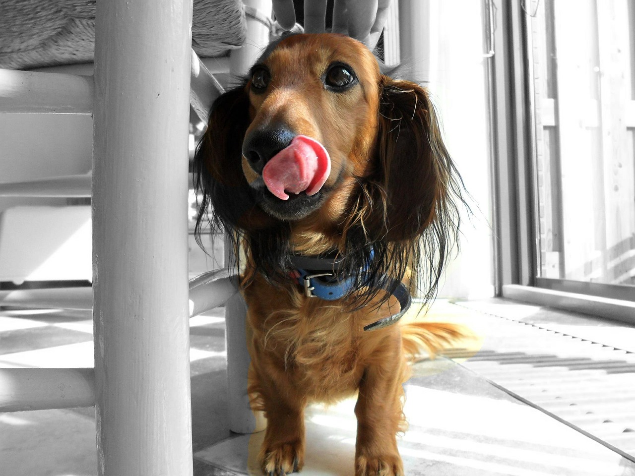 dachshund dog animals free photo