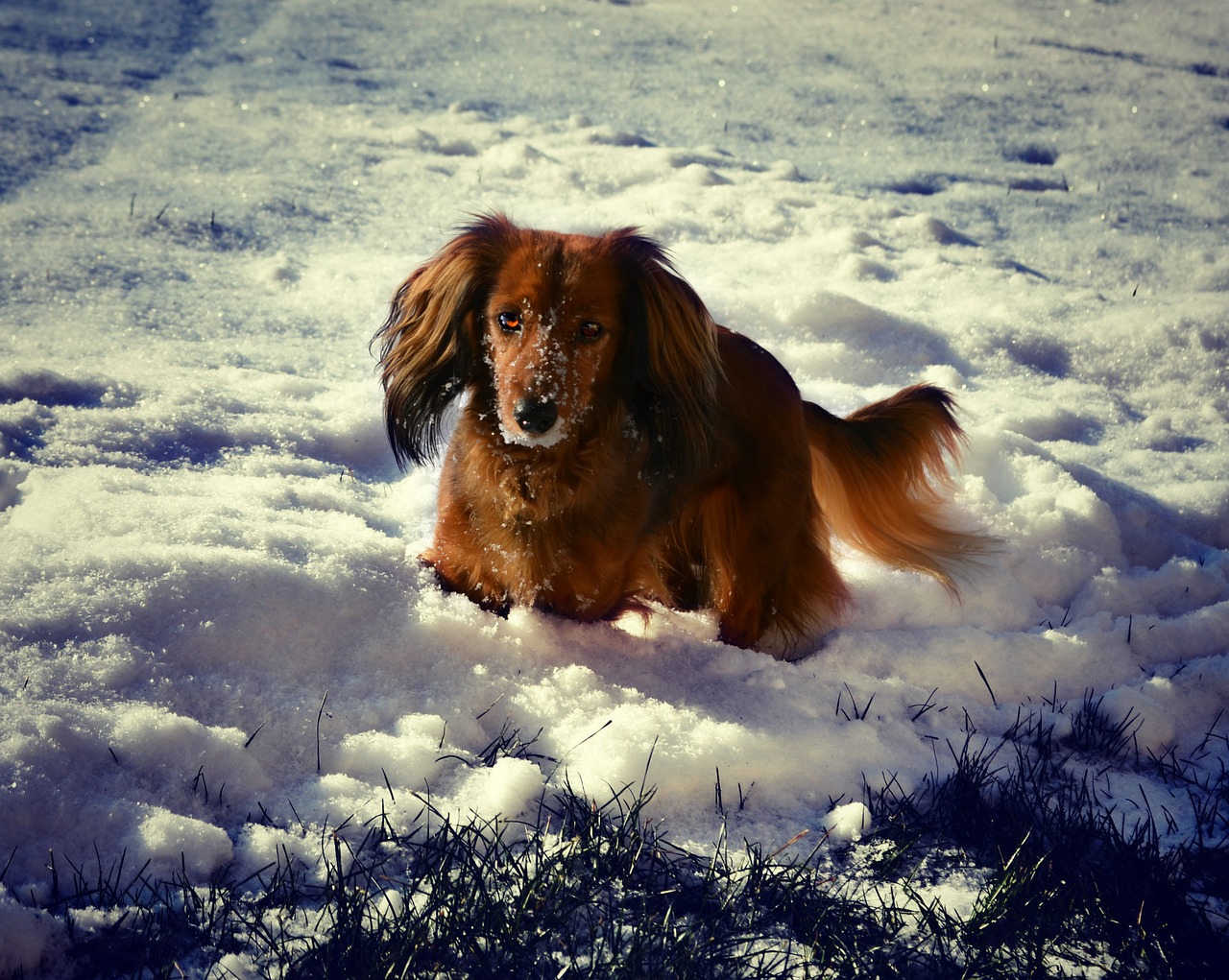 dachshund winter snow free photo