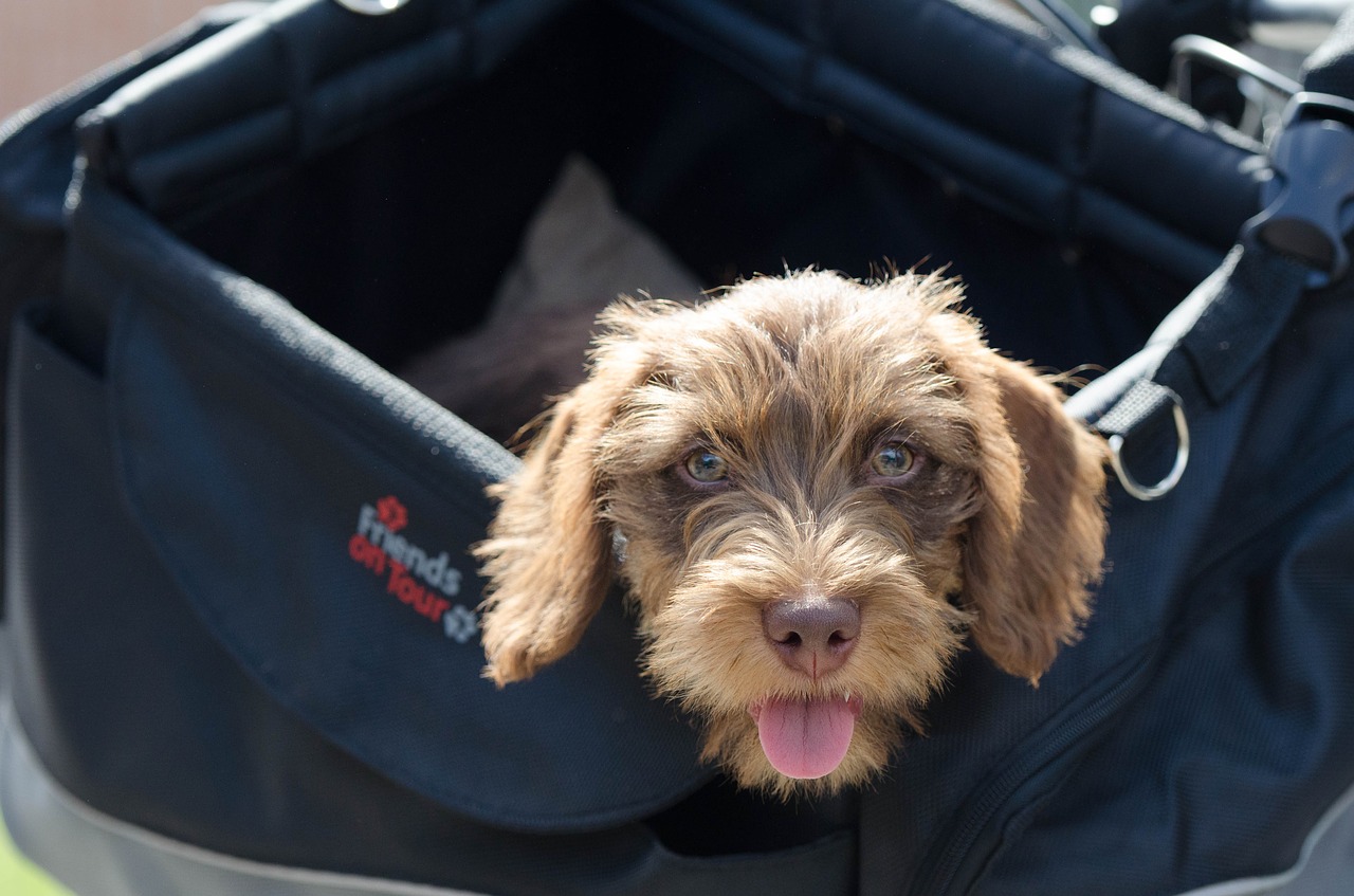 dachshund brown rauhaardackel free photo