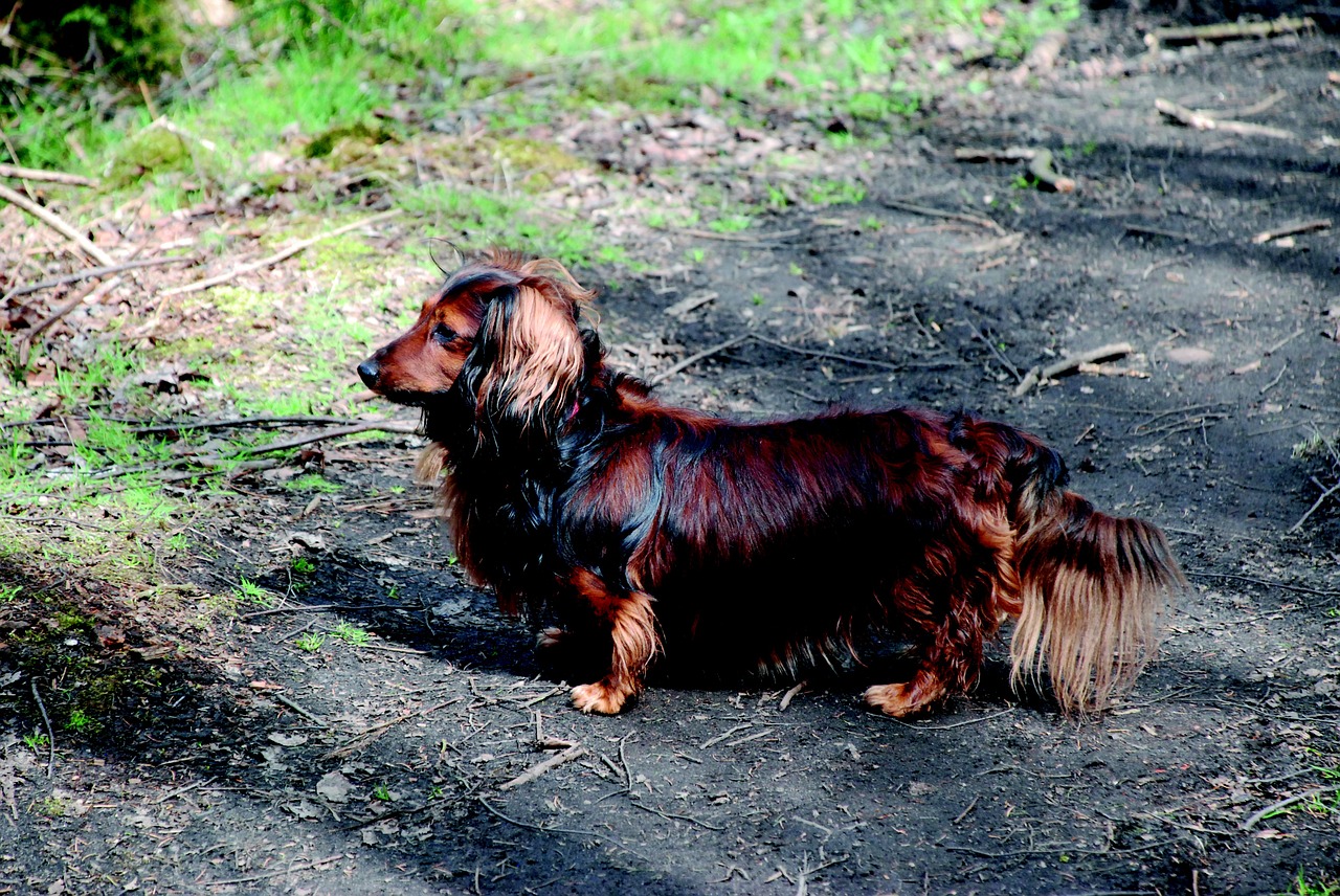 dachshund dog pet free photo