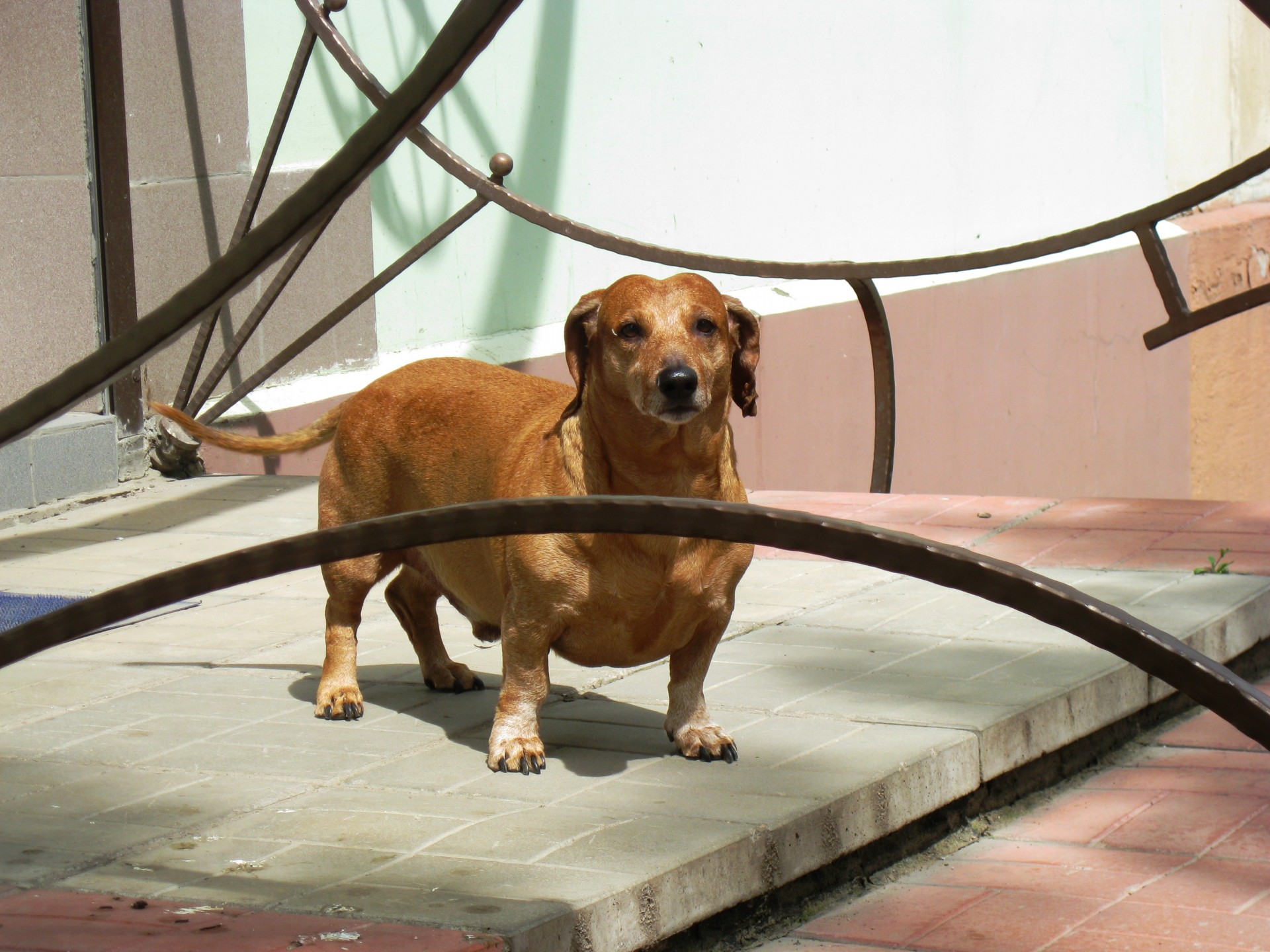 dachshund dog astronira free photo