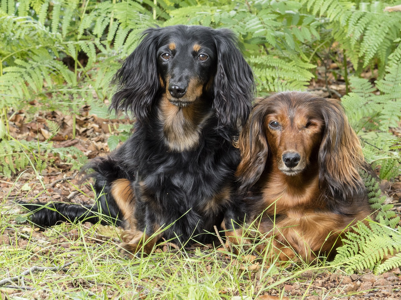 dachshunds pets dog free photo