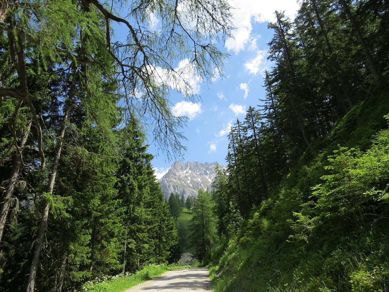 dachstein austria forest free photo