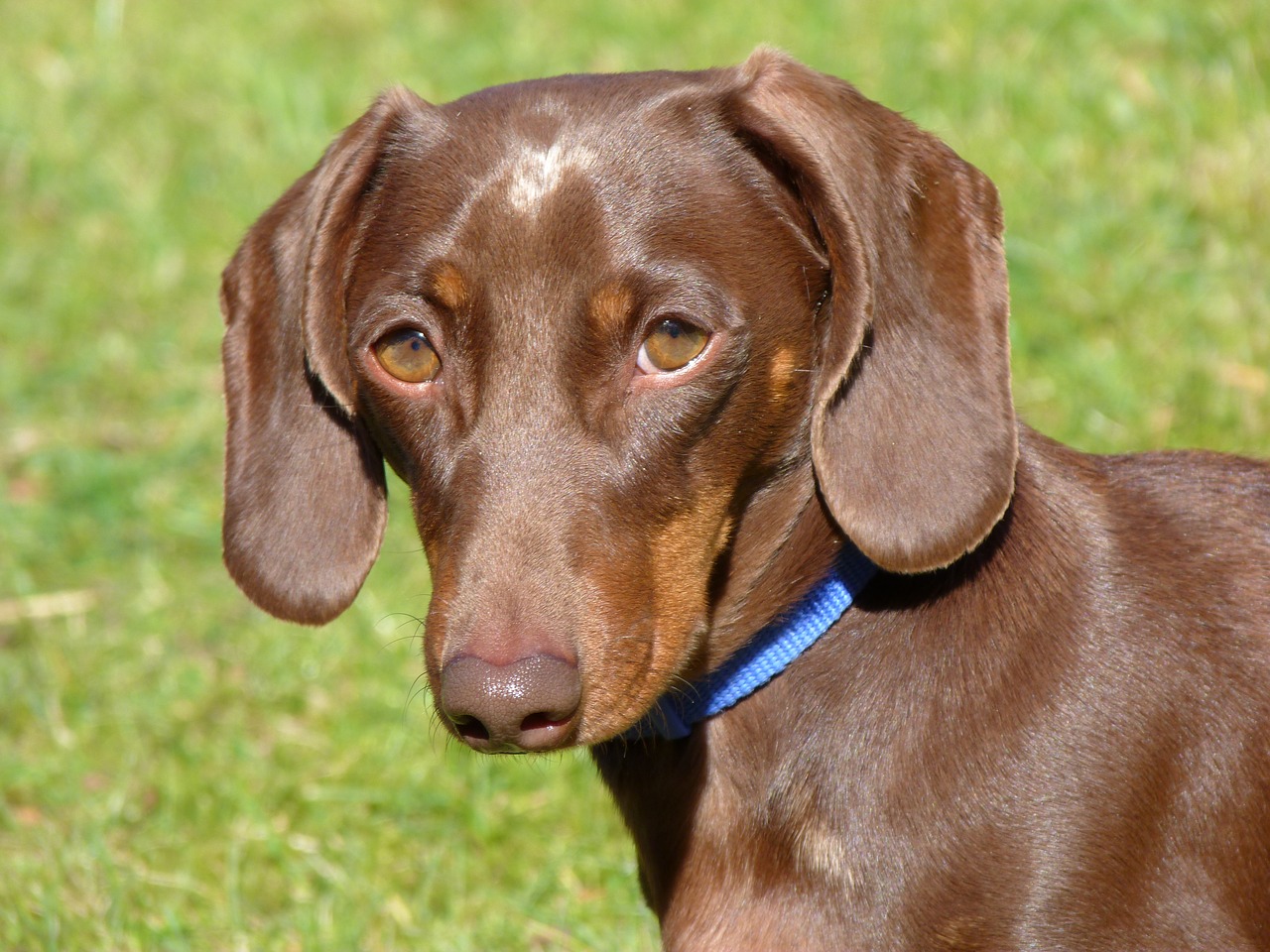 dachund  dog  pet free photo