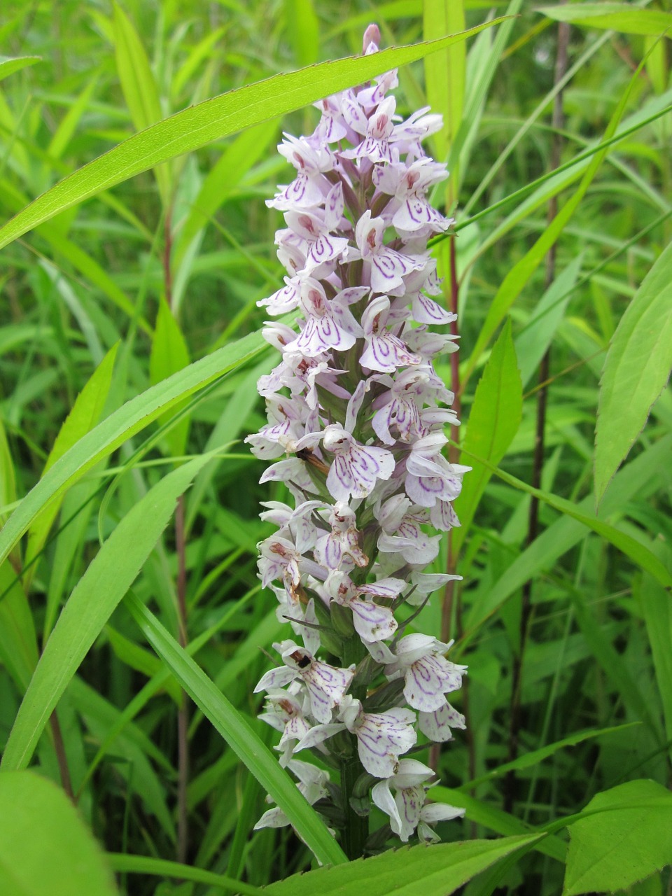 dactylorhiza marsh orchid spotted orchid free photo