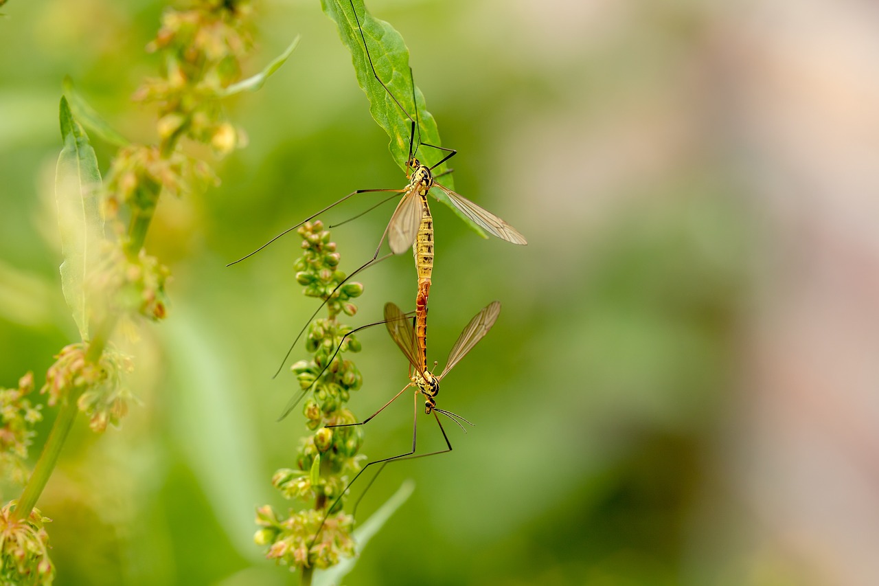 daddy longlegs  insect  mosquitoes free photo