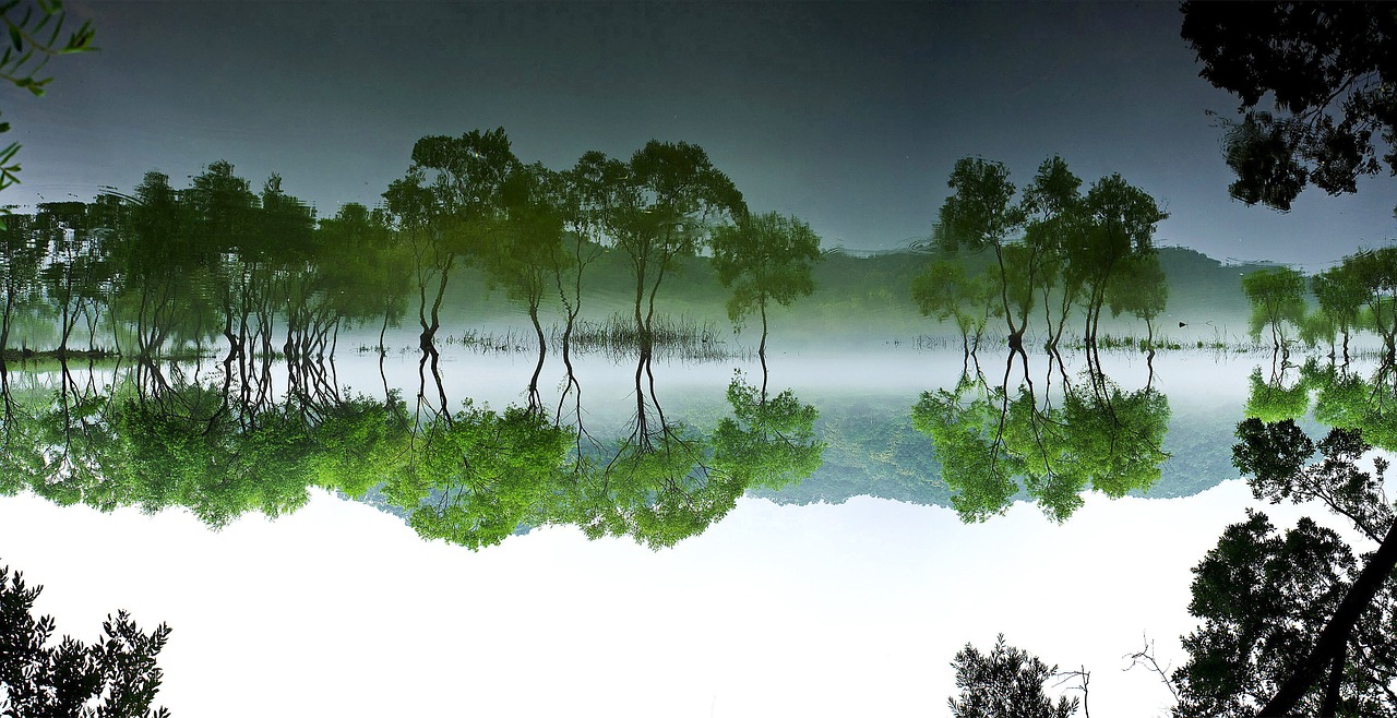 daechung forest lake free photo