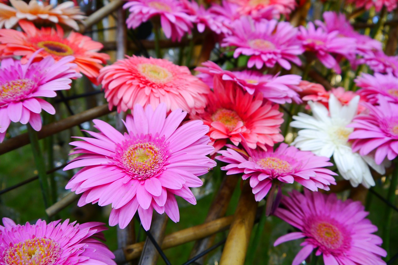 daegu wildflower pink free photo