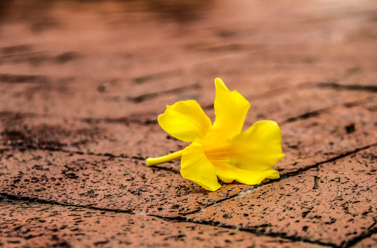 daffodil flower spring free photo