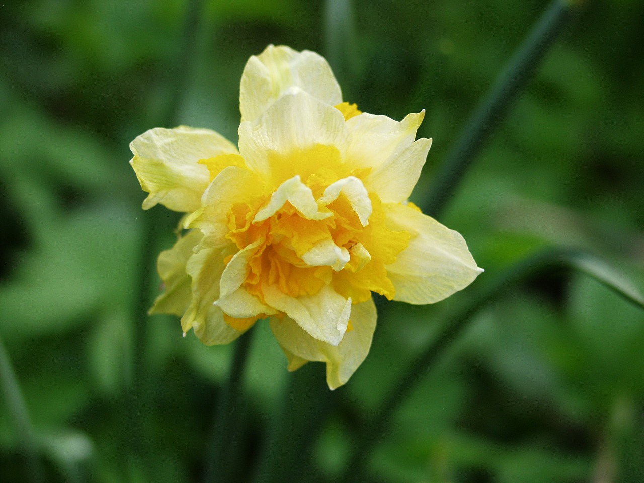 daffodil yellow blossom free photo